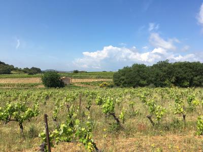 Languedoc vinfält