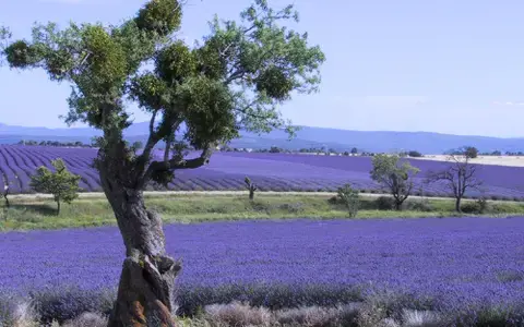 Cykla mellan lavendelfält i Provence!