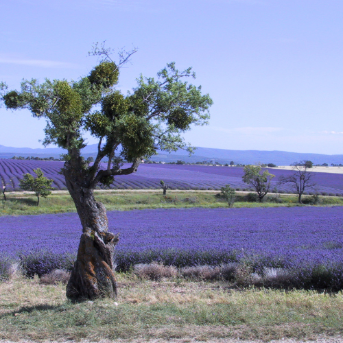 Cykla mellan lavendelfält i Provence!
